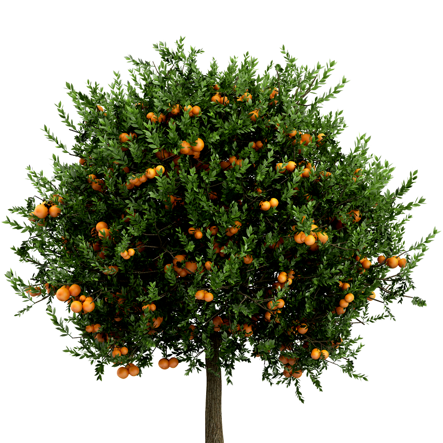 albero_orange